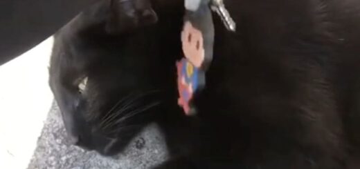 穴に落ちた鍵を取り出したパンテーラ君