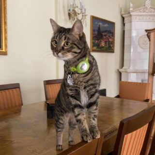 ウクライナ リヴィウ州の猫市長、レヴチック（levchyk）君