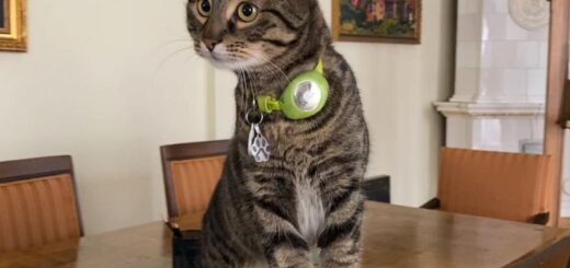 ウクライナ リヴィウ州の猫市長、レヴチック（levchyk）君