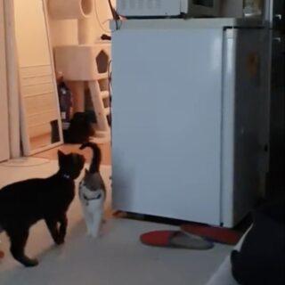 子猫のためにオモチャを取ってあげるママ猫