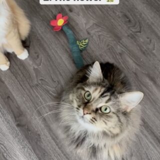 しっぽの先端を切除したファーンちゃんの包帯アート