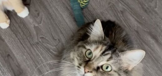 しっぽの先端を切除したファーンちゃんの包帯アート