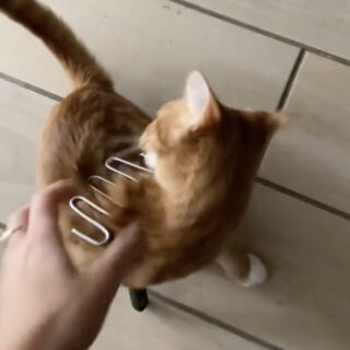 ポテトマッシャーにはまってしまったオーガスタス君