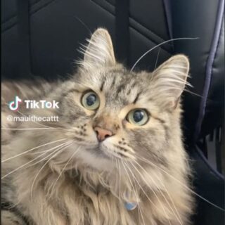 頭の上からヒゲが生えている動画が話題になったマウイ君