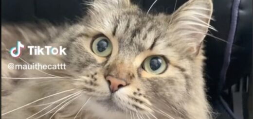 頭の上からヒゲが生えている動画が話題になったマウイ君