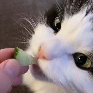 キュウリが大好物の猫、マウリ君　