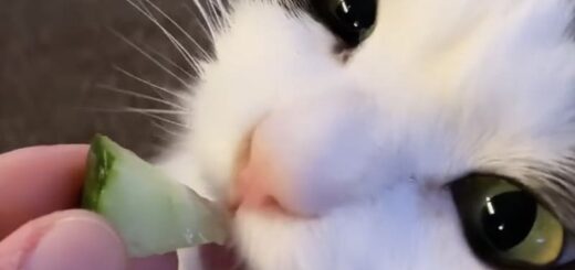 キュウリが大好物の猫、マウリ君