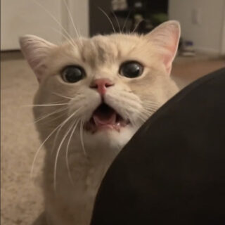 萌え声のブリティッシュショートヘア、キャッシュ君