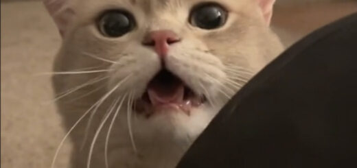 萌え声のブリティッシュショートヘア、キャッシュ君