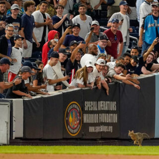 ヤンキー・スタジアムに乱入した猫