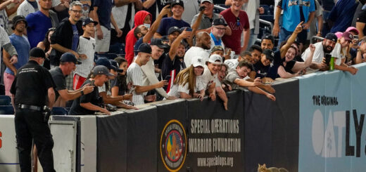 ヤンキー・スタジアムに乱入した猫