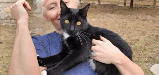 悲しみを癒してくれたご近所にゃんこのフランク君