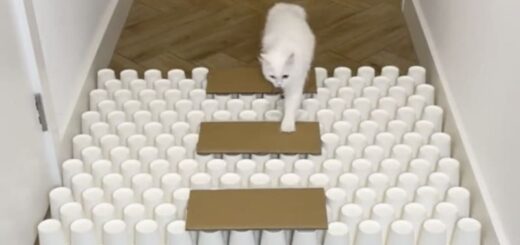 TikTokのチャレンジ動画が大人気のミアちゃん