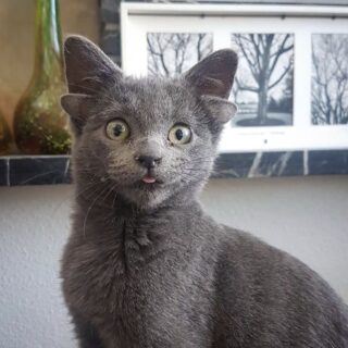 4つの耳を持つ猫 ミダス君