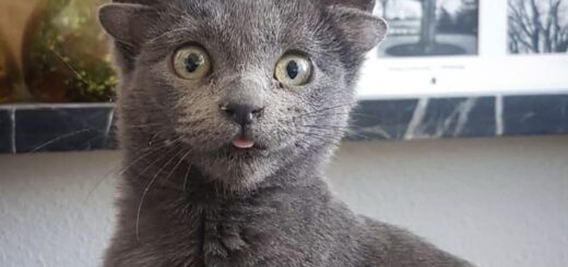 4つの耳を持つ猫 ミダス君