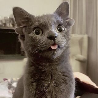 四つ耳＋舌出しにゃんこ、ミダスちゃん