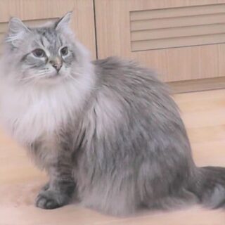 シベリア猫のミール君