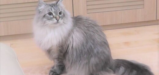 シベリア猫のミール君