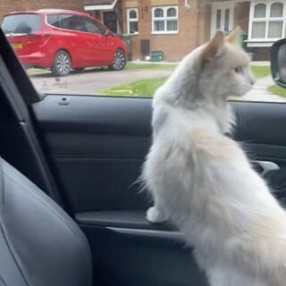 飼い主さんのクルマに乗り込んだザズー君