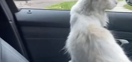 飼い主さんのクルマに乗り込んだザズー君