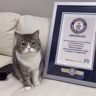 「YouTubeで最も視聴された猫」（Most views for a cat on YouTube）としてギネス世界記録に認定されたもちまる