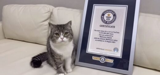 「YouTubeで最も視聴された猫」（Most views for a cat on YouTube）としてギネス世界記録に認定されたもちまる