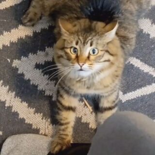 過激なヘッドバンギングを披露する猫、ポージーちゃん