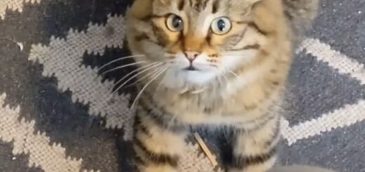 過激なヘッドバンギングを披露する猫、ポージーちゃん
