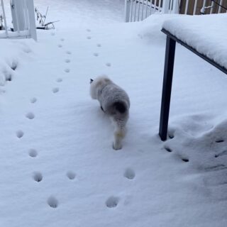 足跡を残さないで歩く猫