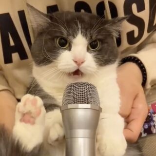 narutobravooのTIkTok投稿