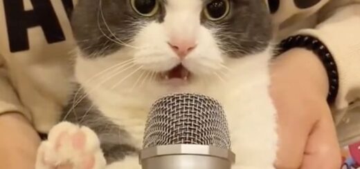 narutobravooのTIkTok投稿