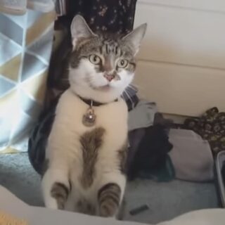 部屋に侵入していた近所の猫