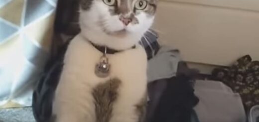 部屋に侵入していた近所の猫