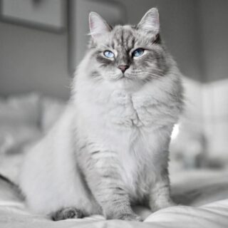 猛烈ダッシュで唸り声をあげるTikTokの人気猫、サイベリアンのニンバス君