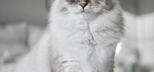 猛烈ダッシュで唸り声をあげるTikTokの人気猫、サイベリアンのニンバス君