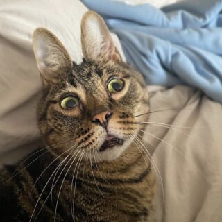 ウサギみたいな耳を持つ猫、ピーナット君