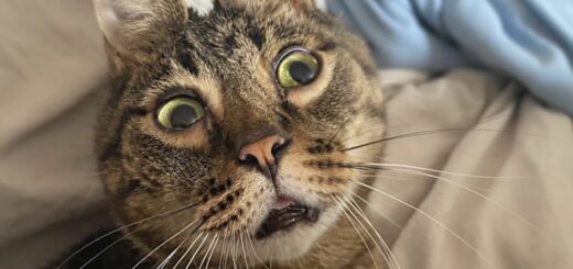 ウサギみたいな耳を持つ猫、ピーナット君