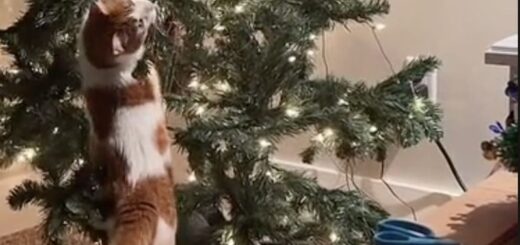 クリスマスツリーを襲うオリバー君
