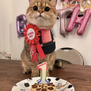 1歳の誕生日を迎えたブリティッシュショートヘアのパパヤちゃん