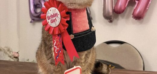 1歳の誕生日を迎えたブリティッシュショートヘアのパパヤちゃん