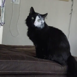 黒白半分のお顔を持つアッシュファー君