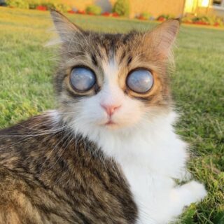 ミルクガラスのような眼球を持つ盲目の猫、ピコ君