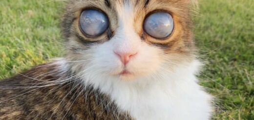 ミルクガラスのような眼球を持つ盲目の猫、ピコ君