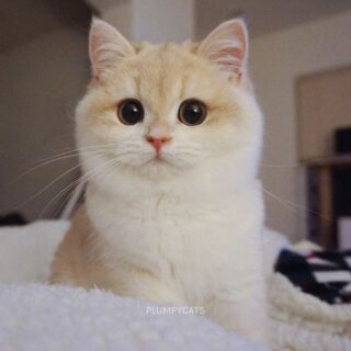 ブリティッシュショートヘアのハニーちゃん