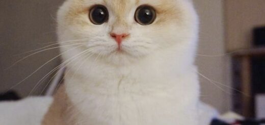 ブリティッシュショートヘアのハニーちゃん