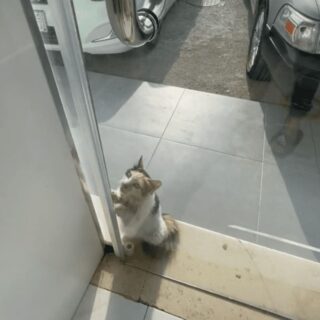 電器店に涼みに来たサウジアラビアの三毛猫ちゃん