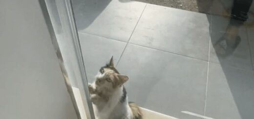電器店に涼みに来たサウジアラビアの三毛猫ちゃん