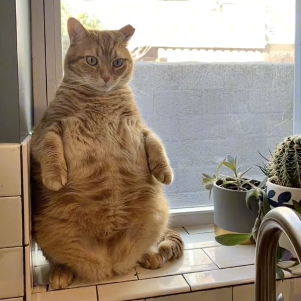 米国発 メタボなおなかも有名な猫キャラにそっくり 立ち姿が得意な茶トラ猫 ガーフィルド君 ねこねこnews