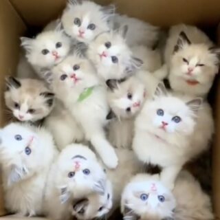 箱の中の子猫軍団