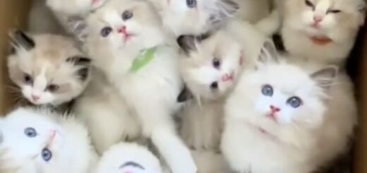 箱の中の子猫軍団